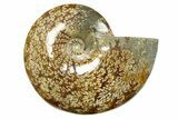 Polished Ammonite (Cleoniceras) Fossil - Madagascar #283426-1